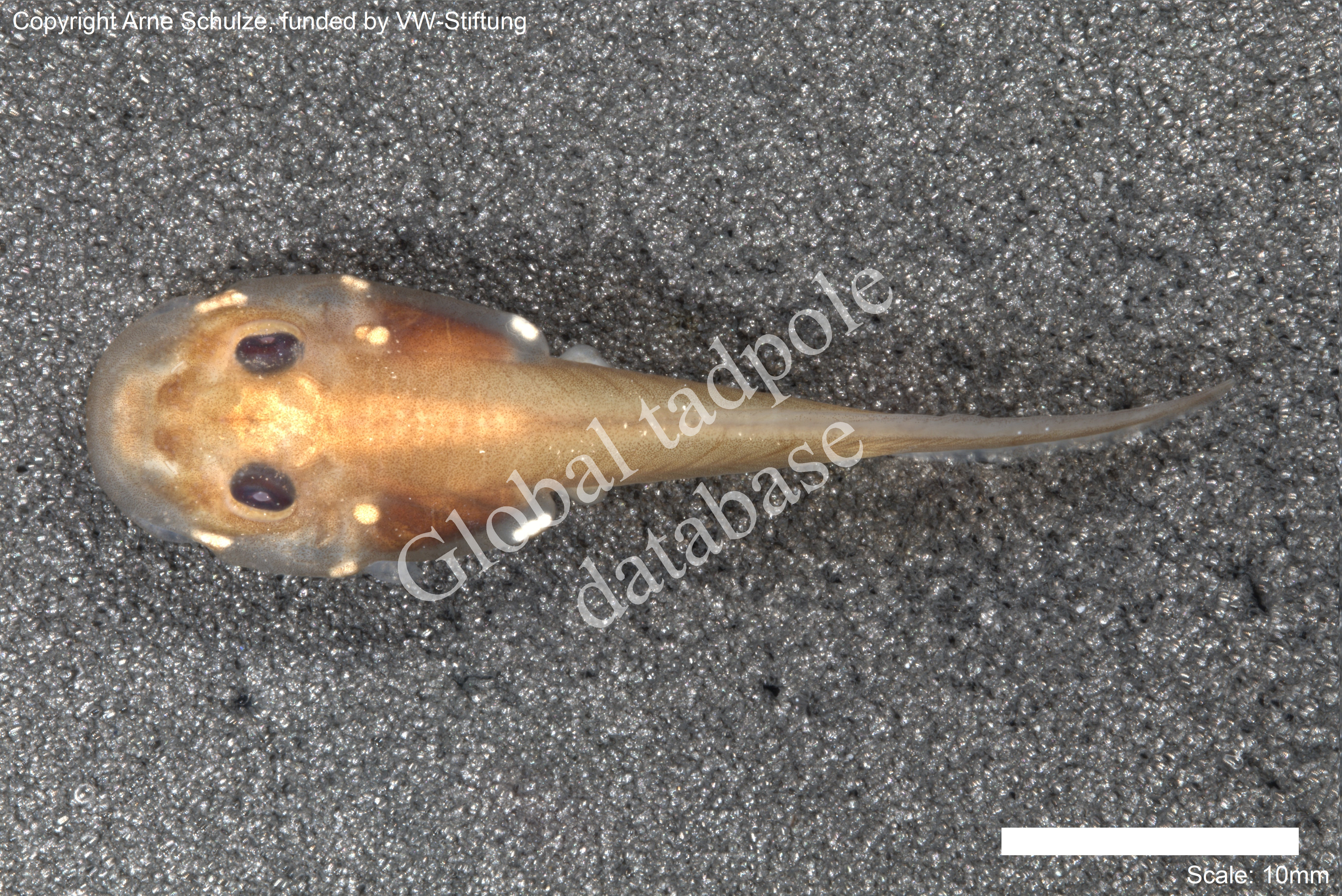 Sorry, no picture available